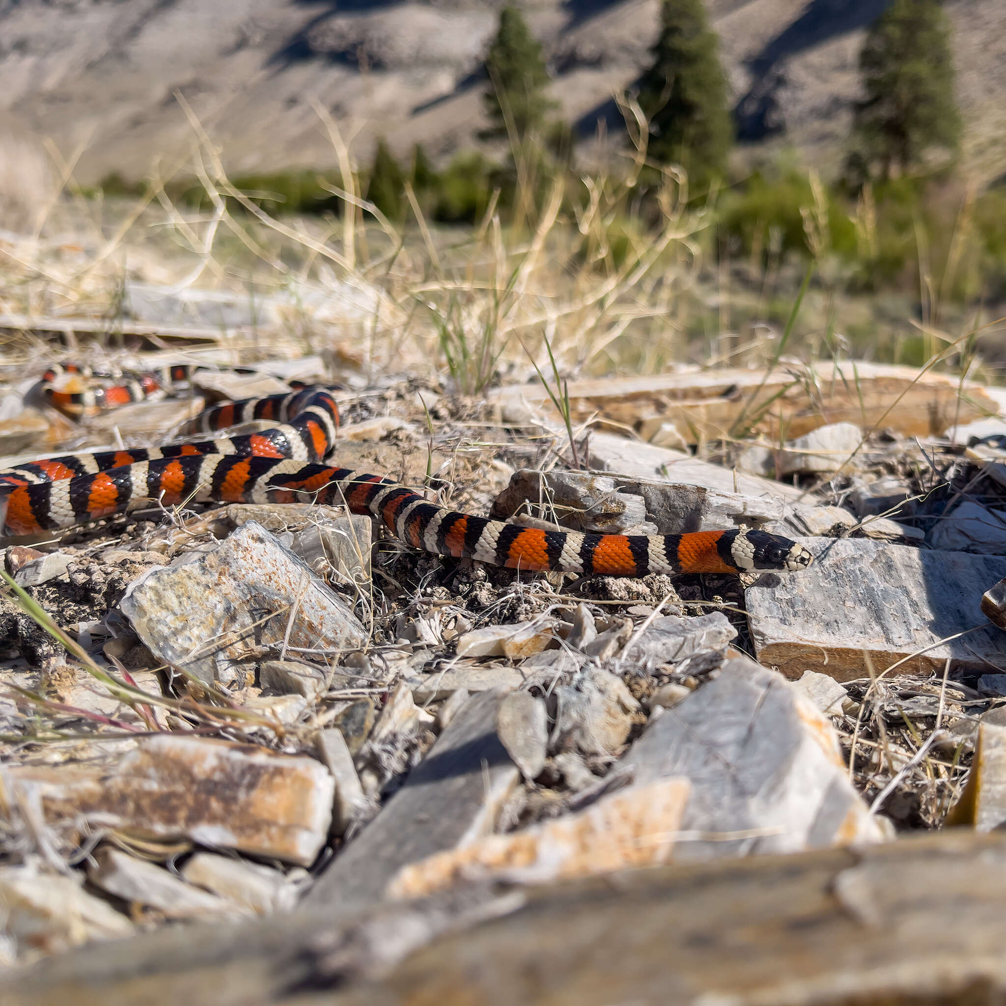 صورة Lampropeltis pyromelana infralabialis Tanner 1953