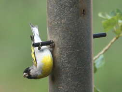 Image of Lawrence's Goldfinch