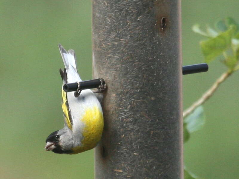 Image of Lawrence's Goldfinch