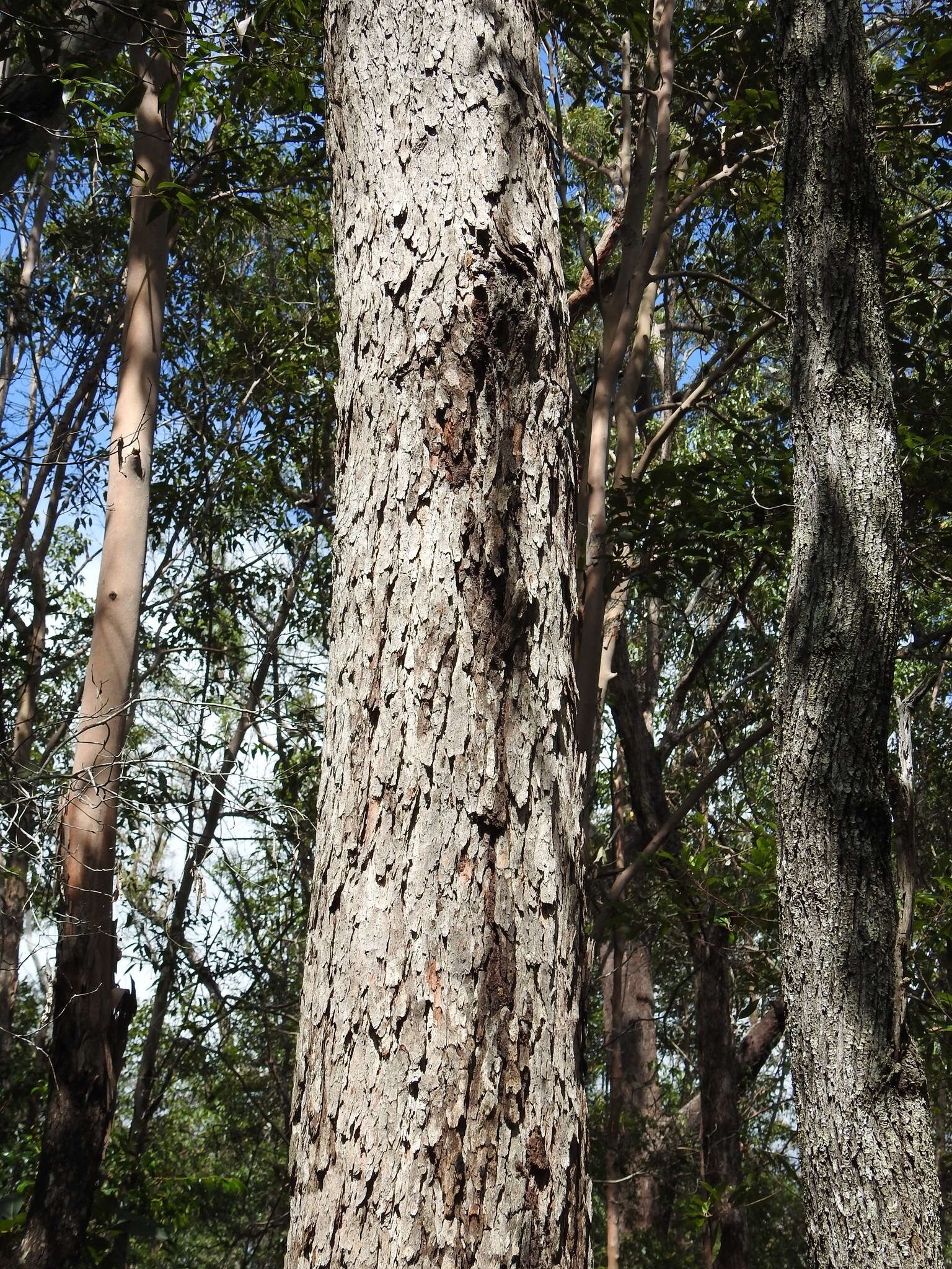 Слика од Corymbia trachyphloia (F. Müll.) K. D. Hill & L. A. S. Johnson