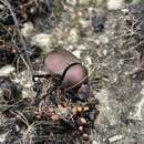 Image of Coppery Dung Beetle