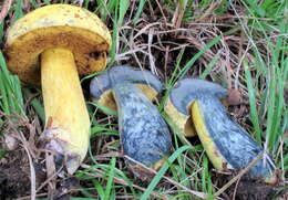 Image of Neoboletus pseudosulphureus (Kallenb.) Klofac 2015