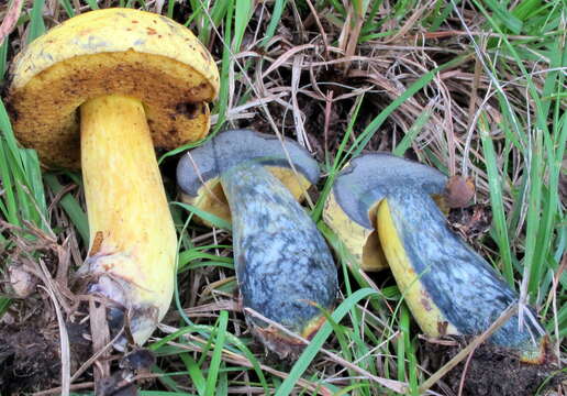 Neoboletus pseudosulphureus (Kallenb.) Klofac 2015的圖片