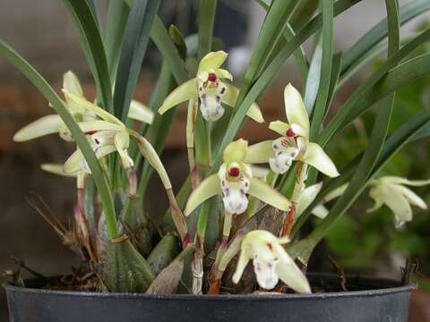 Maxillaria humilis (Link & Otto) Schuit. & M. W. Chase resmi