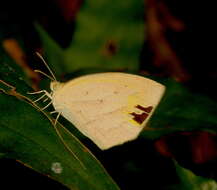 Image of Spotless Grass Yellow