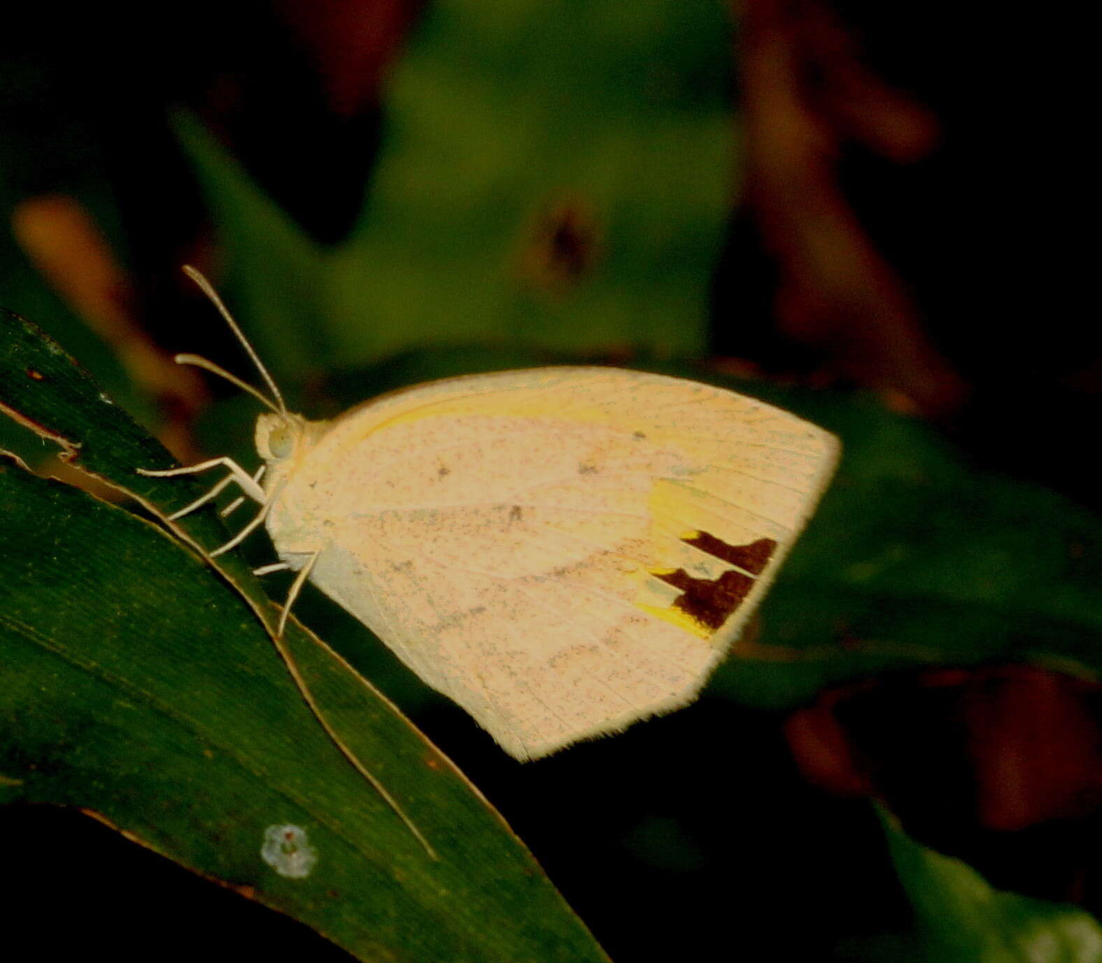 Image of Spotless Grass Yellow