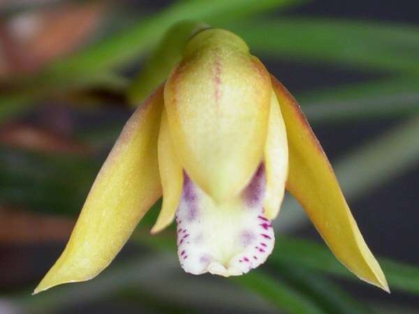 Image of Maxillaria humilis (Link & Otto) Schuit. & M. W. Chase