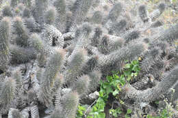 Image of Mammillaria halei Brandegee