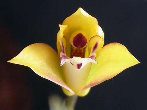 Image of Maxillaria humilis (Link & Otto) Schuit. & M. W. Chase