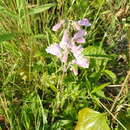 Image of Penstemon australis Small