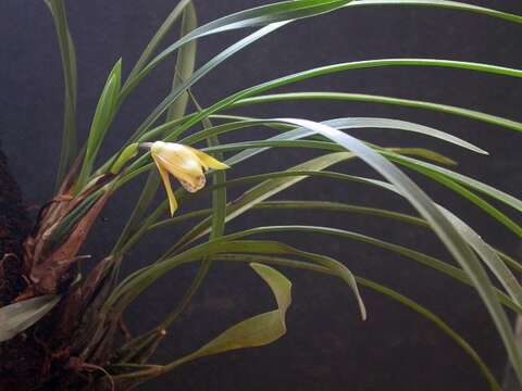 Image of Maxillaria humilis (Link & Otto) Schuit. & M. W. Chase