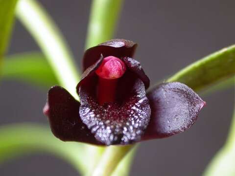 Image of Maxillaria schunkeana Campacci & Kautsky