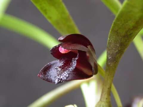 Image of Maxillaria schunkeana Campacci & Kautsky