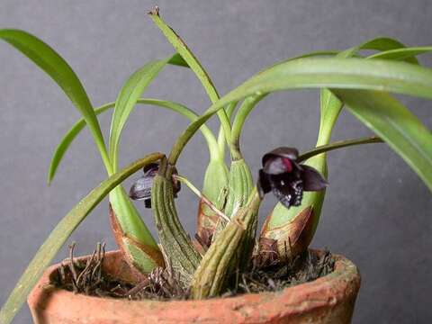 Image of Maxillaria schunkeana Campacci & Kautsky