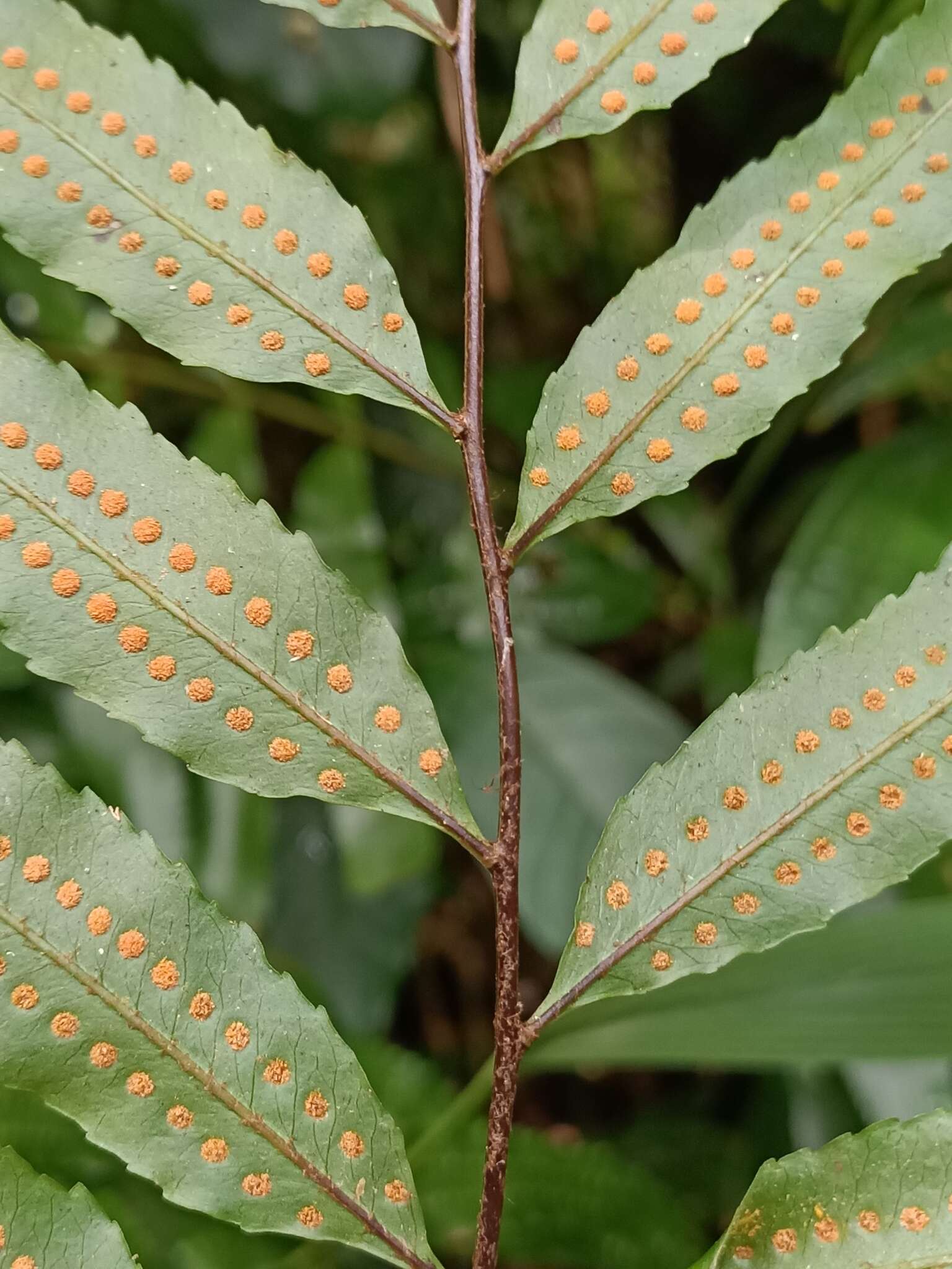 Goniophlebium persicifolium (Desv.) Bedd.的圖片