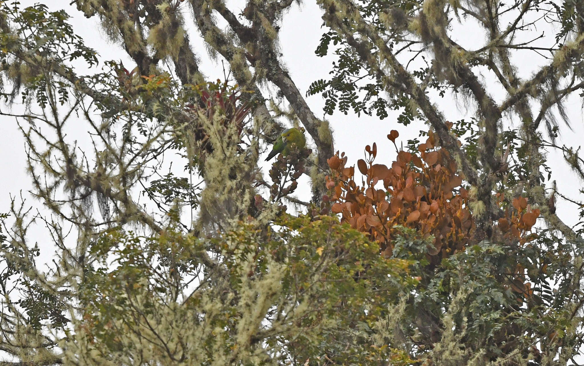 Image of Fuertes's Parrot