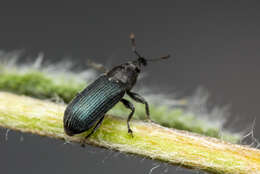 Mecinus janthiniformis Tosevski & Caldara ex Tosevski, Caldara, Jovic & Hernández-Vera resmi