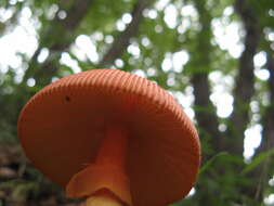 Image of Amanita hemibapha (Berk. & Broome) Sacc. 1887