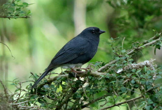 Image of Slaty Bunting