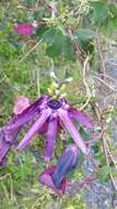 Image of Passiflora umbilicata (Griseb.) Harms