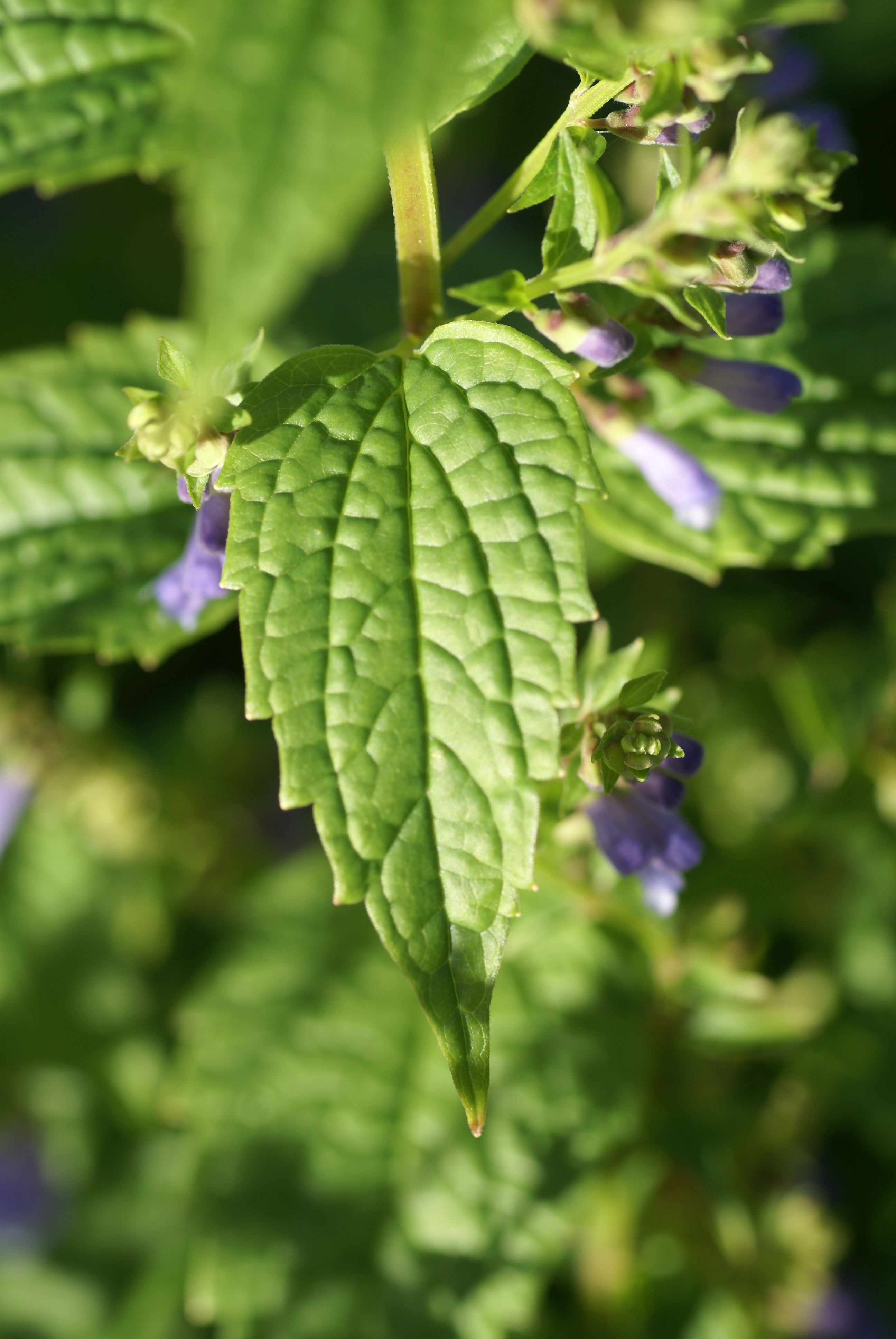 blue-skullcap-media-encyclopedia-of-life