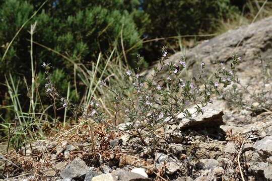 Image of summer savory