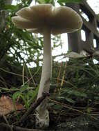 Image of Amanita vaginata (Bull.) Lam. 1783