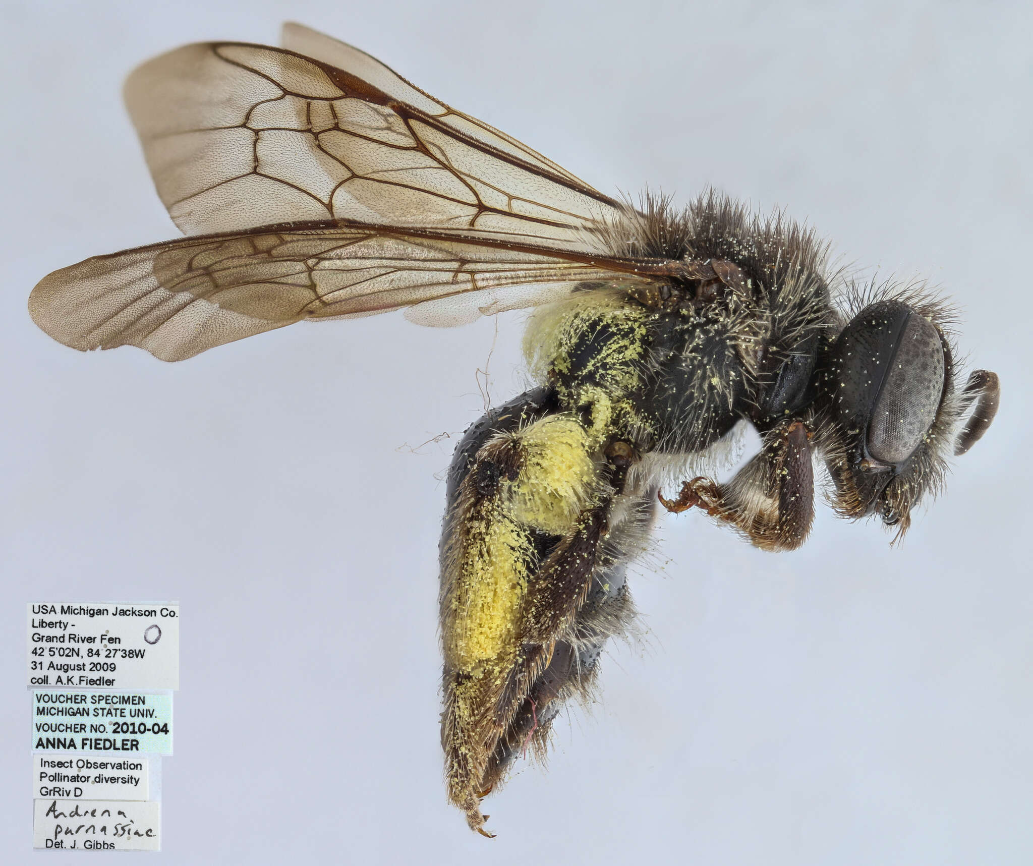 Image of Andrena parnassiae Cockerell 1902