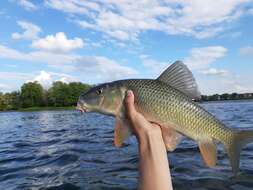 Image of Silver Redhorse