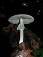 Image of Fool's Mushroom