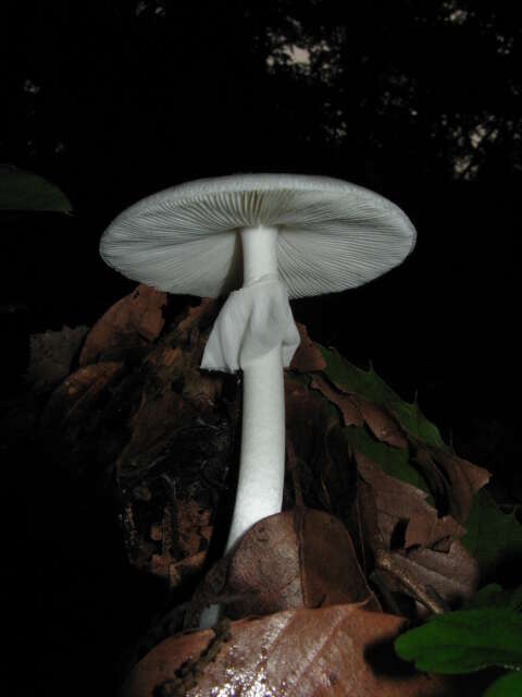 Image of Fool's Mushroom