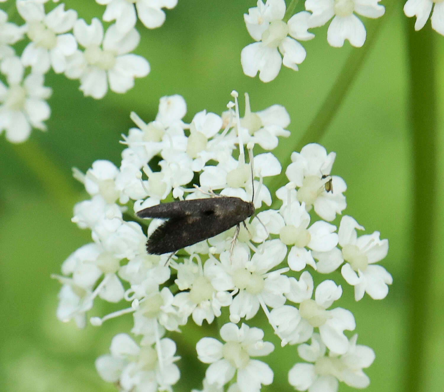 Image of Phaulernis dentella Zeller 1839