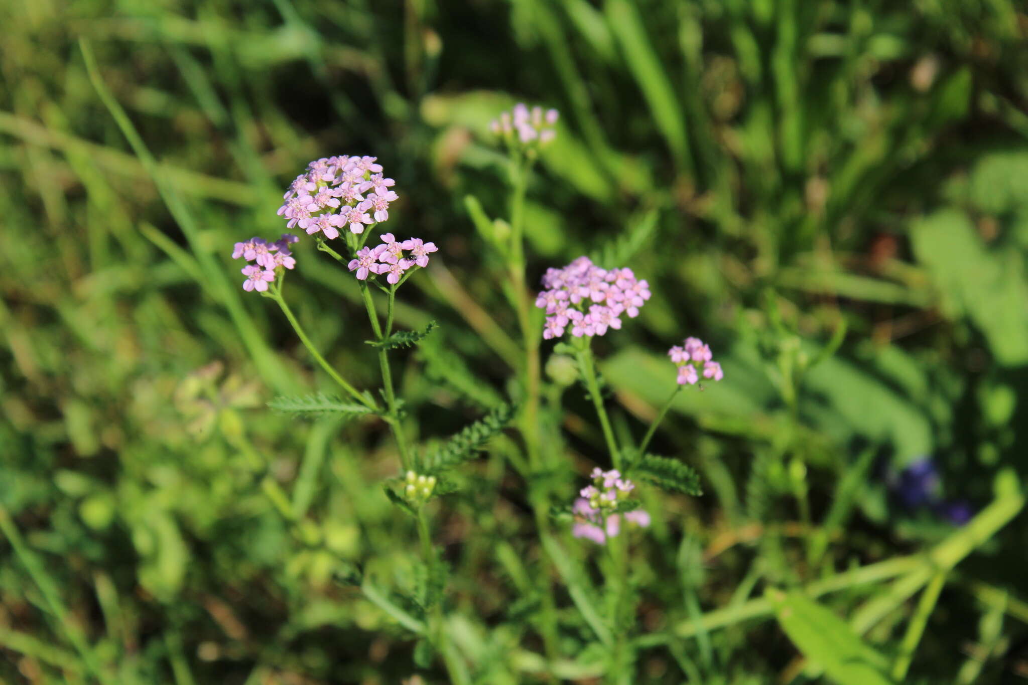 Achillea roseo-alba Ehrend. resmi