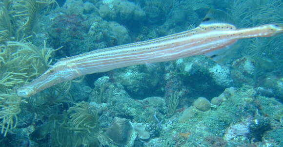 Aulostomus maculatus Valenciennes 1841 resmi