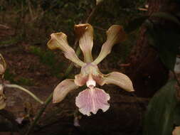 Image of Encyclia hanburyi (Lindl.) Schltr.
