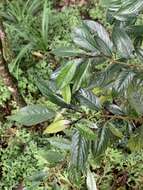 Image of Lasianthus henryi Hutch.