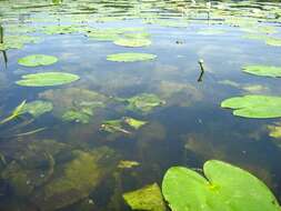 Image of Yellow Water-lily