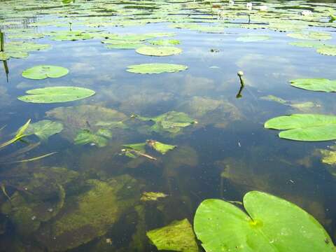 Image de Nénuphar Jaune