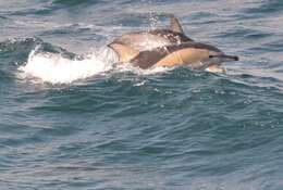 Image of Atlantic Dolphin