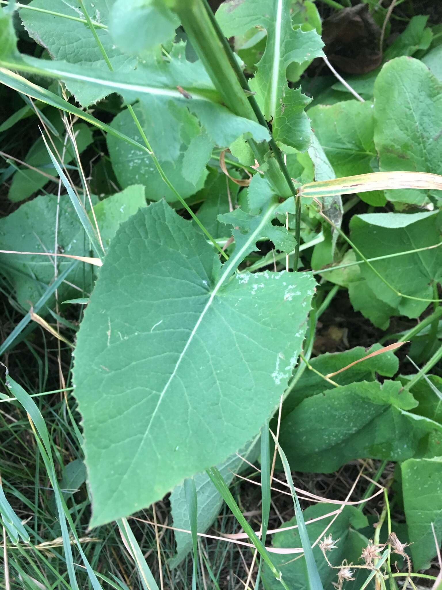 Image of Cicerbita macrophylla (Willd.) Wallr.