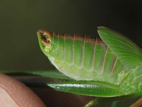 Image of Mexican Bush Katydid