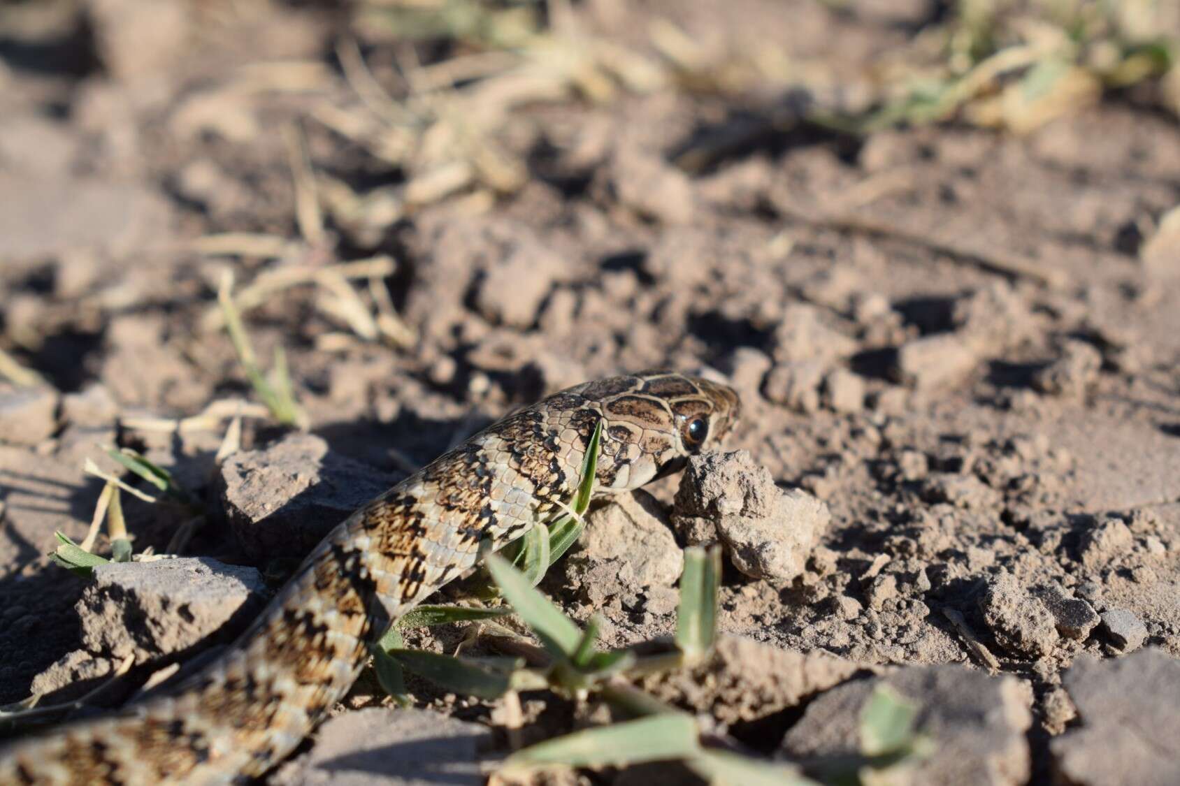 Слика од Erythrolamprus almadensis (Wagler 1824)