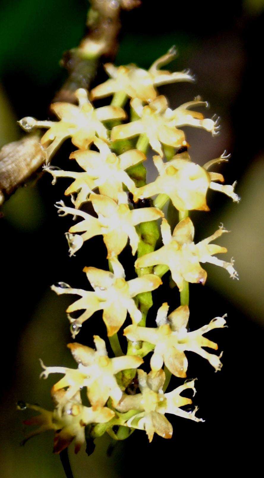 Image de Tridactyle bicaudata (Lindl.) Schltr.