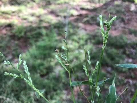 Plancia ëd Brachiaria foliosa (R. Br.) Hughes