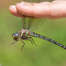 Image of Swamp Darner