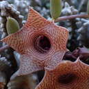 Image of Ceropegia thuretii (F. Cels) Bruyns