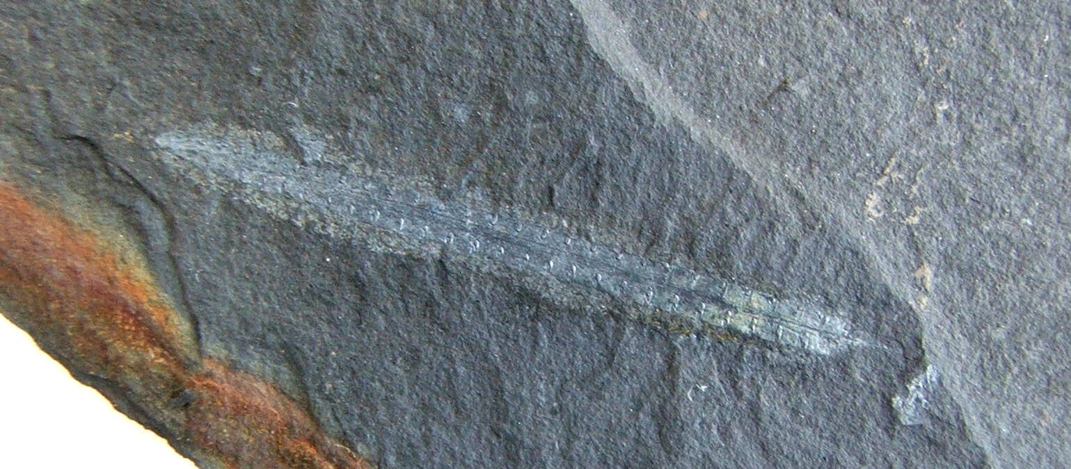 Image of graptolite