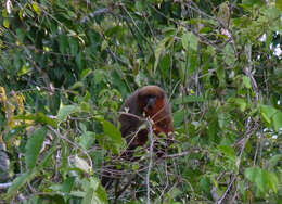 Image of Coppery Titi Monkey