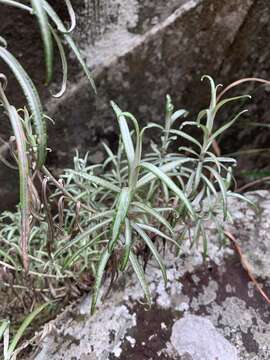 Plancia ëd Helichrysum chrysargyrum Moeser