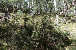 Image of Acrothamnus hookeri (Sond.) Quinn